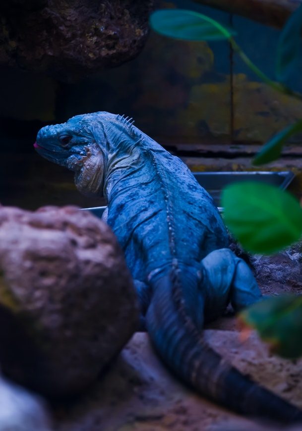 Diamond blue iguana
