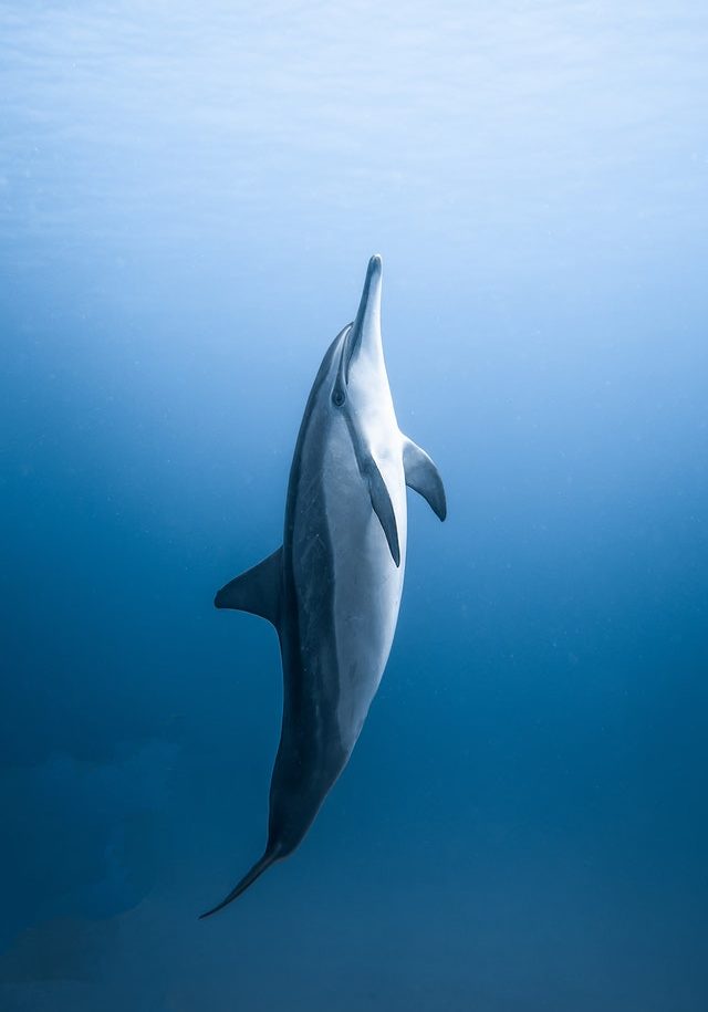 Molly dolphin